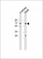 HHLA2 Antibody (N-term)
